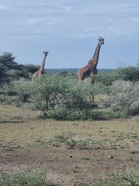 girafes Cameroun