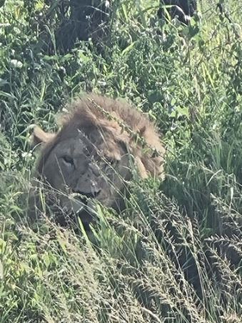 animaux d afrique