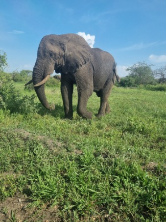 animaux elephant afrique