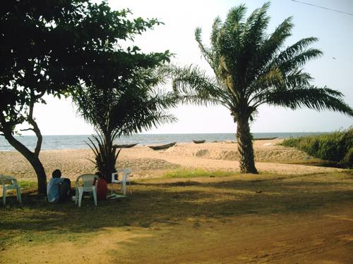 Palmiers à Kribi Cameroun